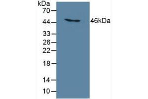 Detection of MB21D1 in Human THP-1 Cells using Polyclonal Antibody to Mab21 Domain Containing Protein 1 (MB21D1) (C6orf150 antibody  (AA 211-395))
