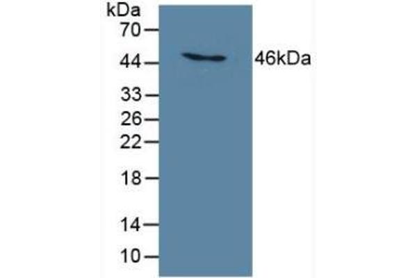 C6orf150 Antikörper  (AA 211-395)