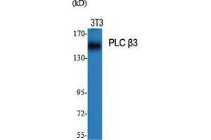 Western Blot (WB) analysis of specific cells using PLC beta3 Polyclonal Antibody. (PLCB3 antibody  (Thr235))
