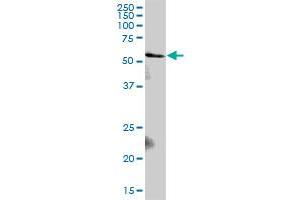 PIAS2 antibody  (AA 1-572)