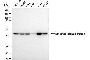 Western blotting analysis using Bone morphogenetic protein 6 antibody (ABIN7797776).