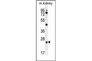 Western blot analysis of PGPEP1 Antibody (N-term) in mouse kidney tissue lysates (35ug/lane). (PGPEP1 antibody  (N-Term))