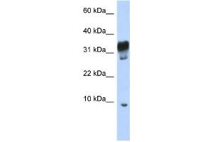 Western Blotting (WB) image for anti-Peroxisomal, Testis Specific 1 (PXT1) antibody (ABIN2459930) (PXT1 antibody)