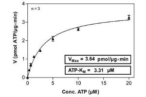 Image no. 2 for PDZ Binding Kinase (PBK) (AA 1-322) (Active) protein (His-GST) (ABIN5569603)