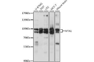 Western blot analysis of extracts of various cell lines, using MT antibody (6085) at 1:2080 dilution. (MTA1 antibody  (AA 600-700))