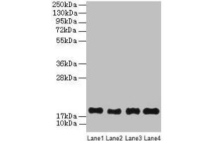 Western Blot All lanes: PPIAL4G antibody at 6 μg/mL Lane 1: Mouse liver tissue Lane 2: Mouse spleen tissue Lane 3: Mouse lung tissue Lane 4: Mouse kidney tissue Secondary Goat polyclonal to rabbit IgG at 1/10000 dilution Predicted band size: 19 kDa Observed band size: 19 kDa (PPIAL4G antibody  (AA 1-164))
