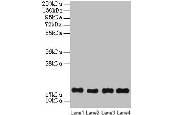PPIAL4G antibody  (AA 1-164)