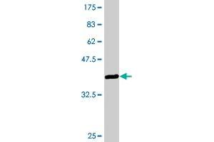 Western Blot detection against Immunogen (36. (VGLL1 antibody  (AA 1-100))