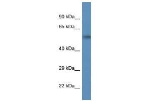 Western Blot showing Psmc1 antibody used at a concentration of 1. (PSMC1 antibody  (C-Term))