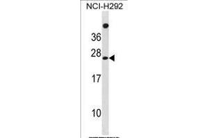 DU1 Antibody (C-term) (ABIN1881550 and ABIN2839061) western blot analysis in NCI- cell line lysates (35 μg/lane).