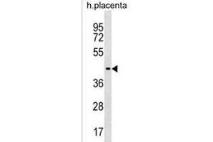 ZN Antibody (C-term) (ABIN1537259 and ABIN2838224) western blot analysis in human placenta tissue lysates (35 μg/lane).