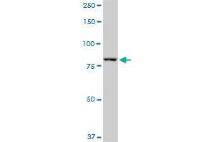 DGCR8 MaxPab rabbit polyclonal antibody. (DGCR8 antibody  (AA 1-773))