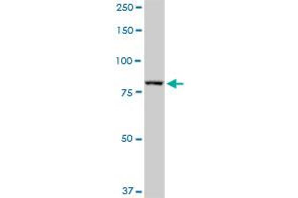 DGCR8 antibody  (AA 1-773)