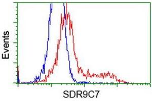 HEK293T cells transfected with either RC210941 overexpress plasmid (Red) or empty vector control plasmid (Blue) were immunostained by anti-SDR9C7 antibody (ABIN2453633), and then analyzed by flow cytometry. (SDR9C7 antibody)