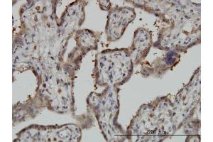Immunoperoxidase of monoclonal antibody to NT5C2 on formalin-fixed paraffin-embedded human placenta. (NT5C2 antibody  (AA 1-561))