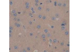 IHC-P analysis of Mouse Tissue, with DAB staining. (SLIT2 antibody  (AA 31-197))