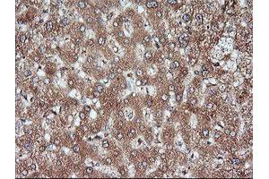 Image no. 3 for anti-Mitogen-Activated Protein Kinase Kinase 1 (MAP2K1) antibody (ABIN1499388) (MEK1 antibody)