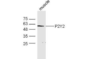 Mouse muscle lysates 30ug, probed with Anti-P2Y2 Polyclonal Antibody  at 1:5000 90min in 37˚C. (P2RY2 antibody  (AA 21-120))