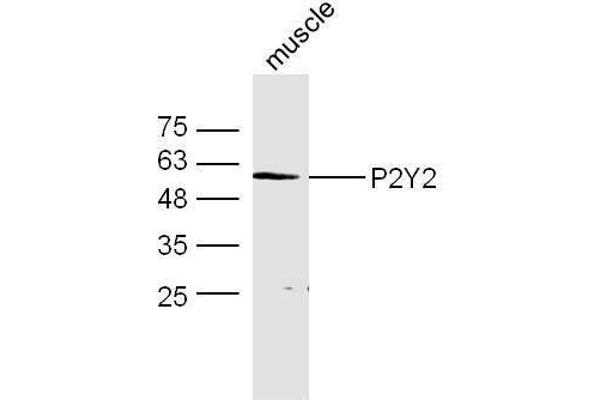 P2RY2 antibody  (AA 21-120)