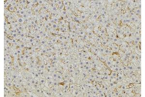 ABIN6274745 at 1/100 staining Mouse liver tissue by IHC-P. (MRPL51 antibody  (C-Term))