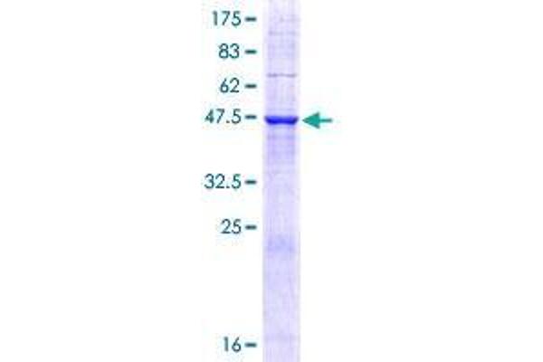 TMED9 Protein (AA 1-235) (GST tag)