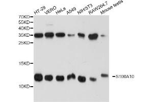 Western blot analysis of extracts of various cell lines, using S100A10 antibody (ABIN5971035) at 1/1000 dilution. (S100A10 antibody)
