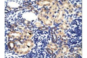 Image no. 1 for anti-Ring Finger Protein 2 (RNF2) (AA 228-277) antibody (ABIN202134) (RNF2 antibody  (AA 228-277))