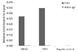 Chromatin immunoprecipitation analysis of extracts of 293T cells, using E2F6 antibody (ABIN1679632, ABIN1679631, ABIN5664137 and ABIN6219769) and rabbit IgG. (E2F6 antibody  (AA 1-281))
