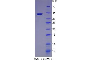 SDS-PAGE analysis of Rat Pepsinogen A Protein. (Pepsinogen A Protein)