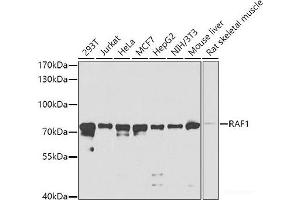 Western blot analysis of extracts of various cell lines using RAF1 Polyclonal Antibody at dilution of 1:1000. (RAF1 antibody)