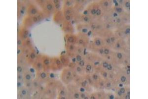 Used in DAB staining on fromalin fixed paraffin- embedded liver tissue (MBL2 antibody  (AA 19-244))