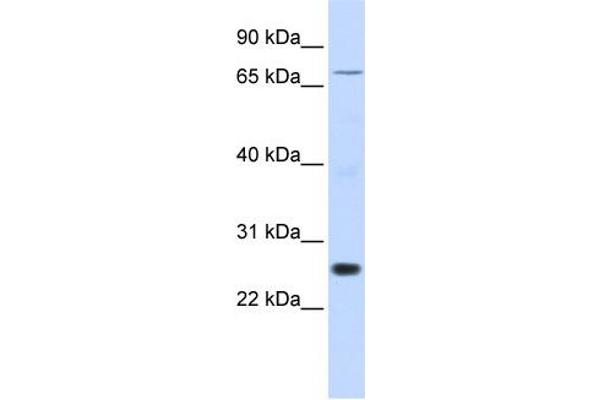 ZNF267 antibody  (Middle Region)