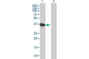 Western Blot analysis of DPPA4 expression in transfected 293T cell line by DPPA4 MaxPab polyclonal antibody. (DPPA4 antibody  (AA 1-294))