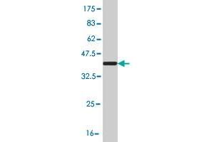 Western Blot detection against Immunogen (36. (KCNQ5 antibody  (AA 833-932))