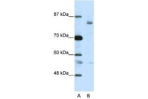 LZTR1 antibody (20R-1208) used at 0. (LZTR1 antibody  (C-Term))