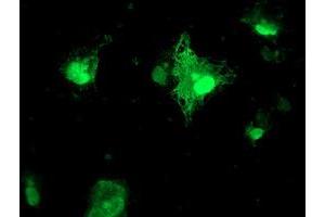 Anti-FXN mouse monoclonal antibody (ABIN2455527) immunofluorescent staining of COS7 cells transiently transfected by pCMV6-ENTRY FXN (RC204880). (Frataxin antibody)