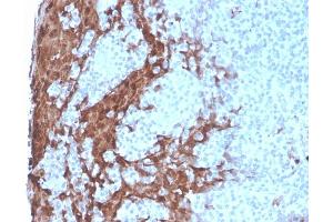 Formalin-fixed, paraffin-embedded human Tonsil stained with G-CSF Recombinant Mouse Monoclonal Antibody (rCSF3/900). (Recombinant G-CSF antibody)