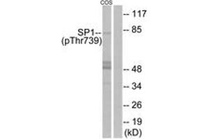 Western blot analysis of extracts from COS7 cells treated with serum 20% 15', using SP1 (Phospho-Thr739) Antibody. (SP1 antibody  (pThr739))