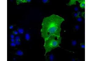 Anti-L1CAM mouse monoclonal antibody (ABIN2453214) immunofluorescent staining of COS7 cells transiently transfected by pCMV6-ENTRY L1CAM (RC211601). (L1CAM antibody)