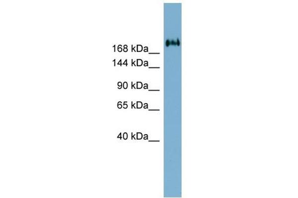 TMEM2 antibody  (Middle Region)