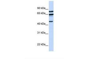 Image no. 1 for anti-Protein Phosphatase 4, Regulatory Subunit 2 (PPP4R2) (AA 288-337) antibody (ABIN6738043)