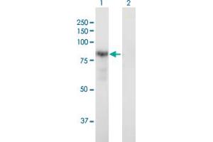 Western Blot analysis of DTNA expression in transfected 293T cell line by DTNA MaxPab polyclonal antibody. (DTNA antibody  (AA 1-686))