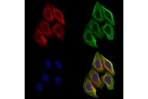 ABIN6266376 and ABIN6277340 staining Hela cells by IF/ICC. (PGC antibody  (Internal Region))