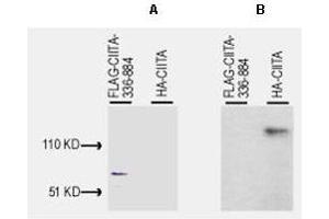 Western blot of Anti-CIITA  antibody, generated by immunization with bacterially produced FLAG-CIITA aa 1-333, was tested by western blot against lysates of Cos-7 cells after transient transfection, separately, with pcDNA3-FLAG-CIITA-336-884 and pcDNA3-HA-CIITA. (CIITA antibody  (AA 1))