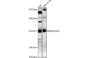 Western blot analysis of extracts of various cell lines, using RA/B antibody (ABIN7269790) at 1:1000 dilution. (RAB11A antibody)