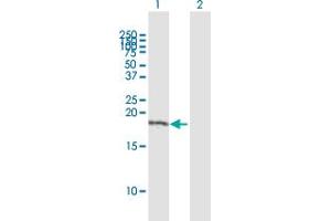 TAF8 antibody  (AA 1-174)