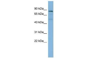 PTPN12 antibody used at 1 ug/ml to detect target protein. (PTPN12 antibody  (Middle Region))