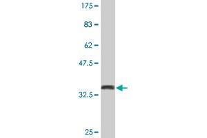 CSTF1 antibody  (AA 332-431)