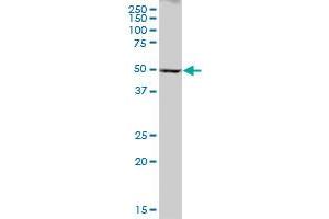 CYP2A6 MaxPab polyclonal antibody. (CYP2A6 antibody  (AA 1-494))
