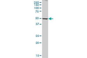 CYP2A6 MaxPab polyclonal antibody.